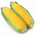 Fresh sweetcorn cobs
